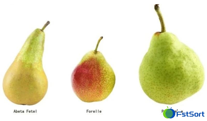 Chinese pears.jpg Chinese pears.jpg